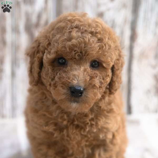 Kimberly, Mini Labradoodle Puppy